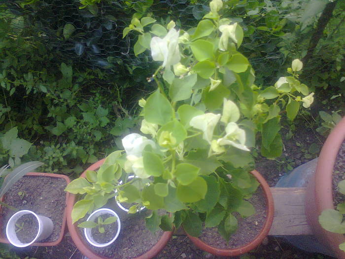  - A-Flori 2012