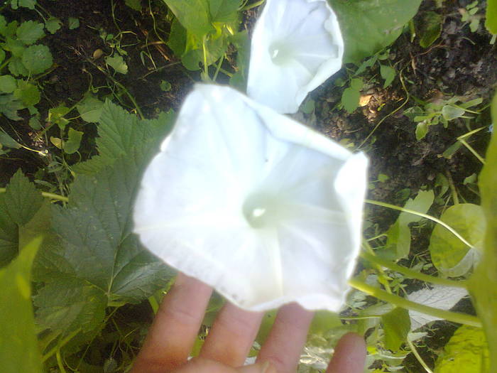  - Gradina 2012
