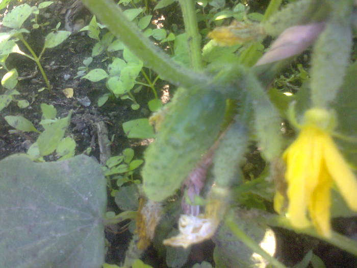  - Gradina 2012