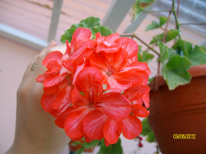 SANY2544 - 5-inceput de primavara-vara