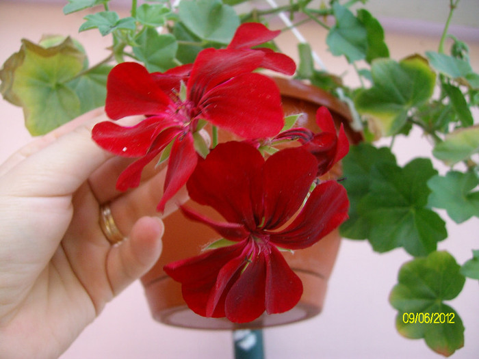 SANY2545 - 5-inceput de primavara-vara