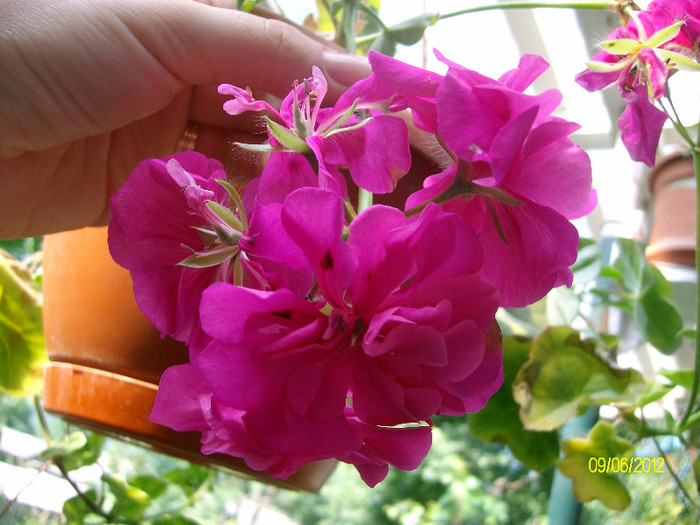 SANY2546 - 5-inceput de primavara-vara