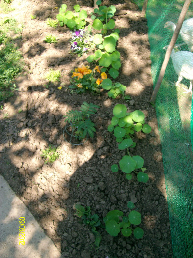 SANY2552 - 5-inceput de primavara-vara