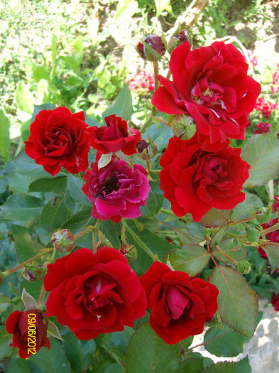 SANY2556 - 5-inceput de primavara-vara