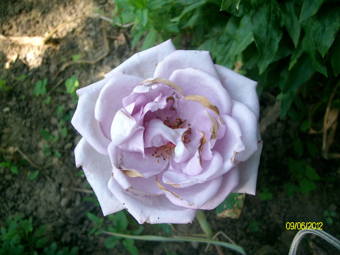 SANY2560 - 5-inceput de primavara-vara