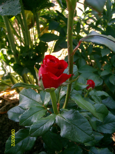 SANY2562 - 5-inceput de primavara-vara