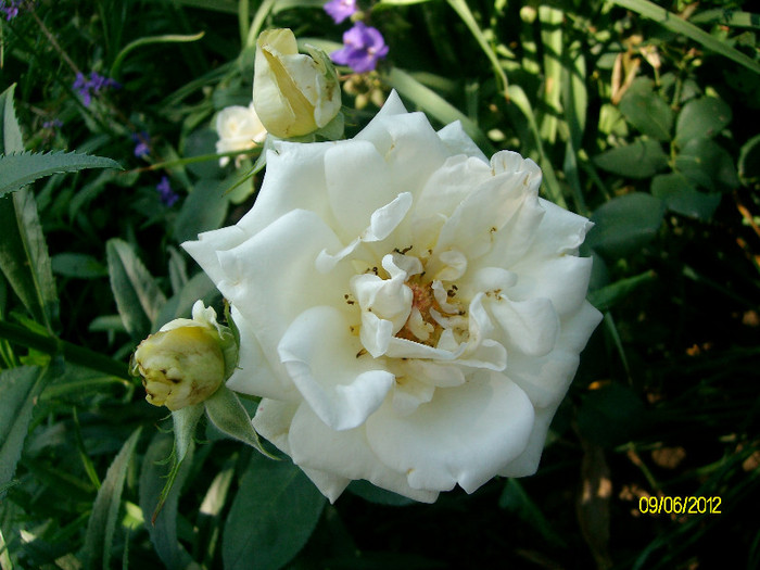 SANY2563 - 5-inceput de primavara-vara