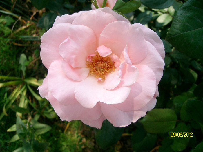 SANY2564 - 5-inceput de primavara-vara