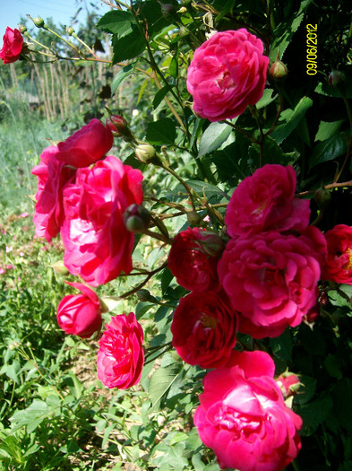 SANY2565 - 5-inceput de primavara-vara