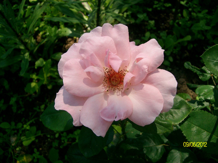 SANY2570 - 5-inceput de primavara-vara