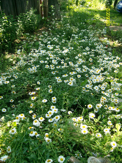 SANY2615 - 5-inceput de primavara-vara