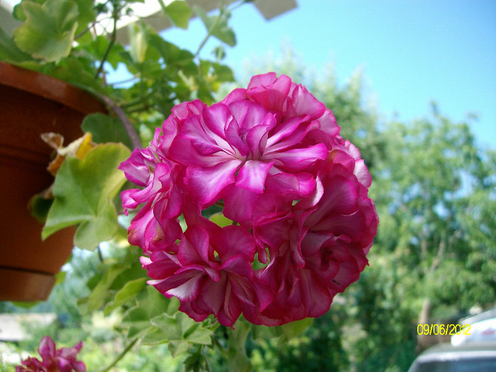 SANY2578 - 5-inceput de primavara-vara