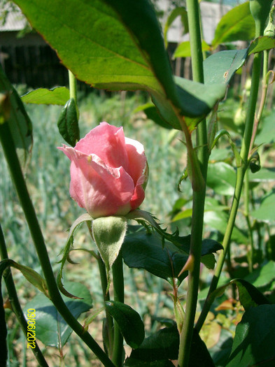 SANY2600 - 5-inceput de primavara-vara