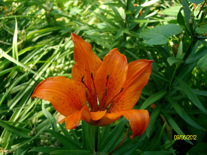 SANY2602 - 5-inceput de primavara-vara