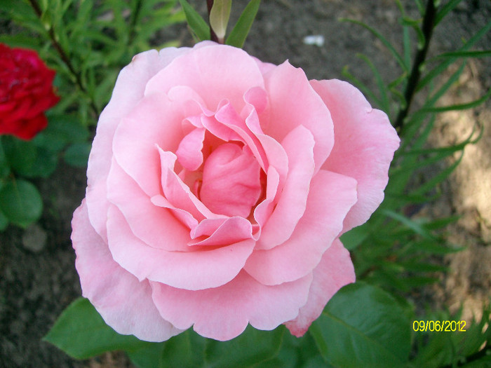 SANY2636 - 5-inceput de primavara-vara