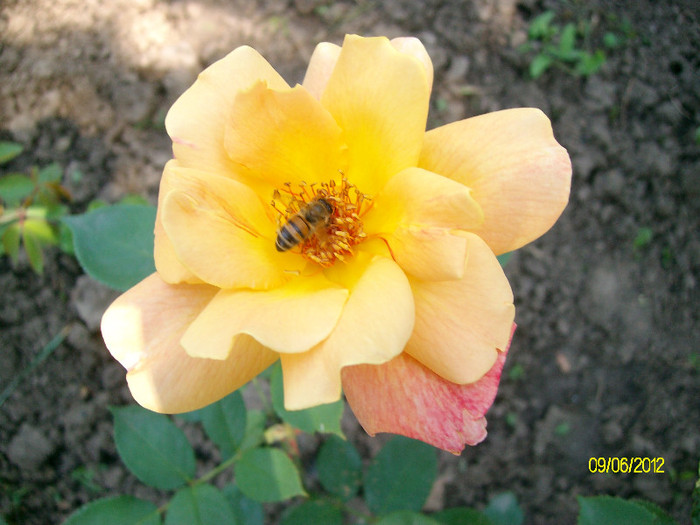 SANY2631 - 5-inceput de primavara-vara