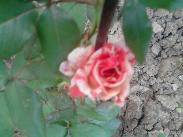 grimaldi - trandafirii 2012