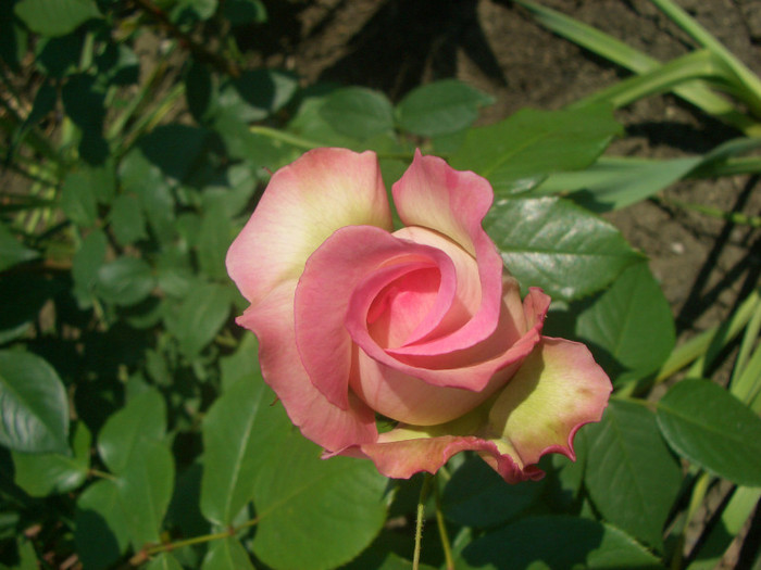 CIMG5439