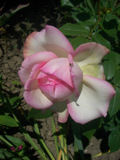 CIMG5540