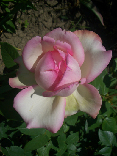 CIMG5541