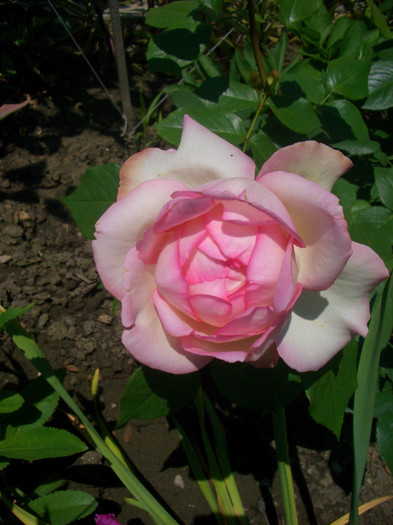 CIMG5575