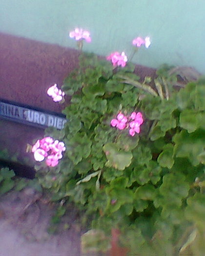 o muscata - ANUL  2012