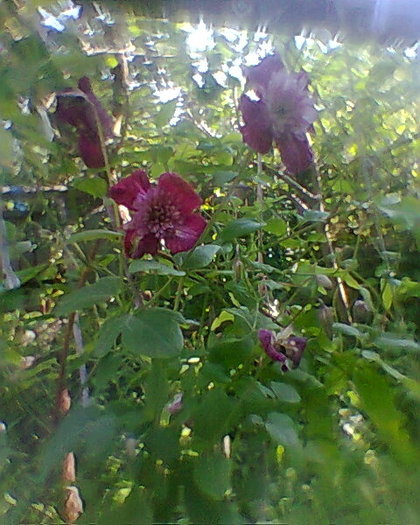clematita - ANUL  2012