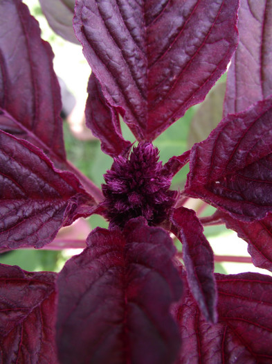 motul curcanului rosu