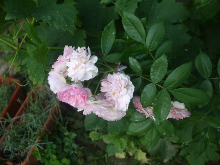 Belle de Sardaigne