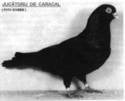 galatan negru - Rasele de Porumbei din Romania