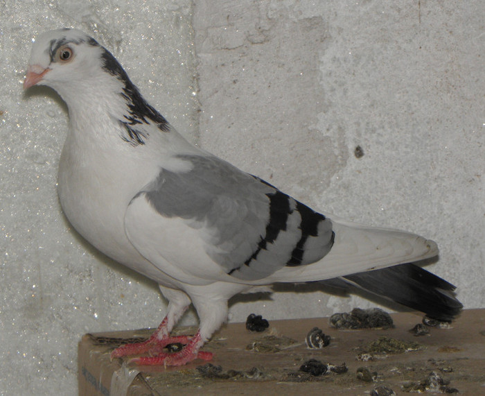 6Af(2011)-vandut