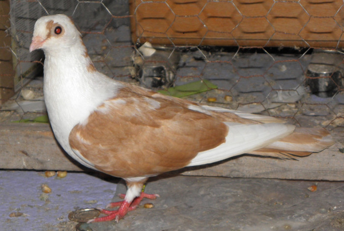 9g.f(2011)