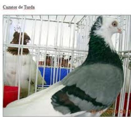 CABCJ - Rasele de Porumbei din Romania