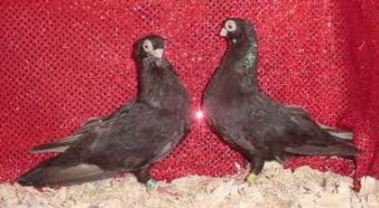 CATQIXUV - Rasele de Porumbei din Romania