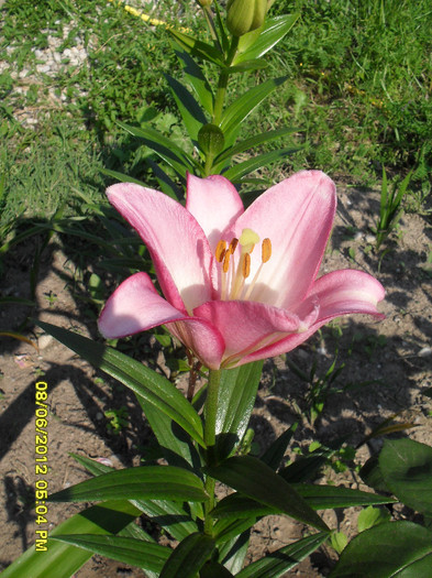 SDC12010 - 7_Flori gradina anul I_ 2012