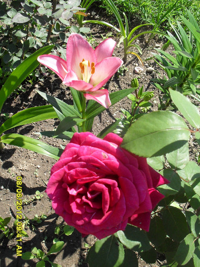 SDC12007 - 7_Flori gradina anul I_ 2012