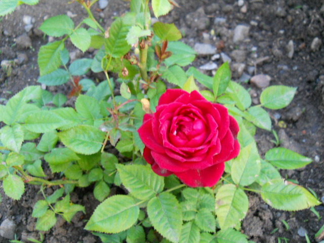 DSCN3825