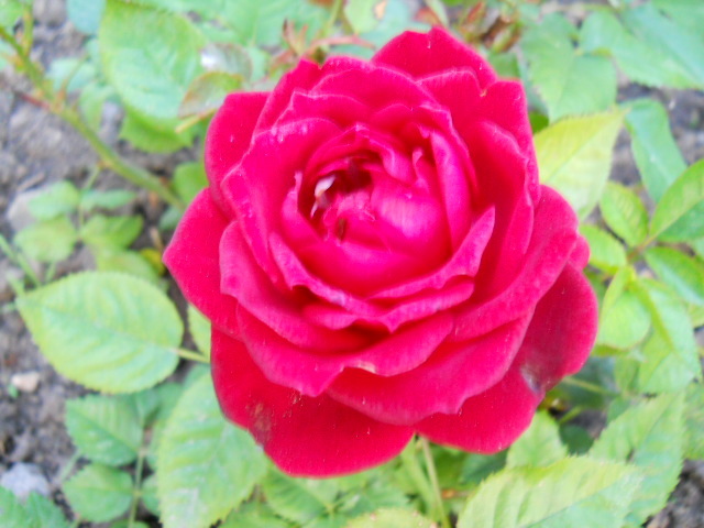 minirosa