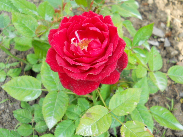 DSCN3896