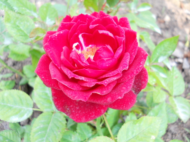 DSCN3898