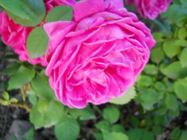 DSCN3831
