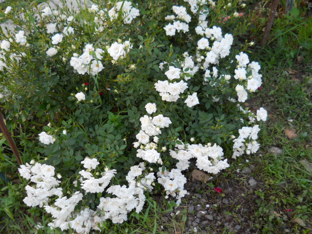 DSCN3836