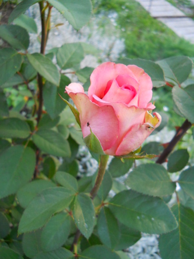 DSCN3843