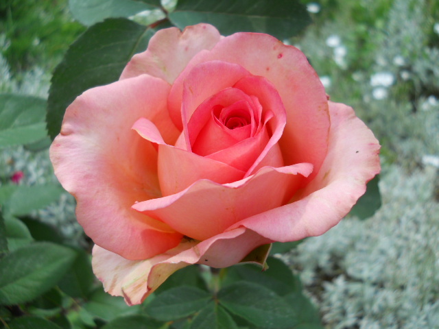 DSCN3890