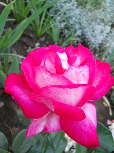 DSCN3849