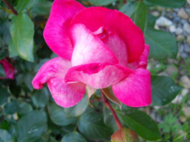 DSCN3852