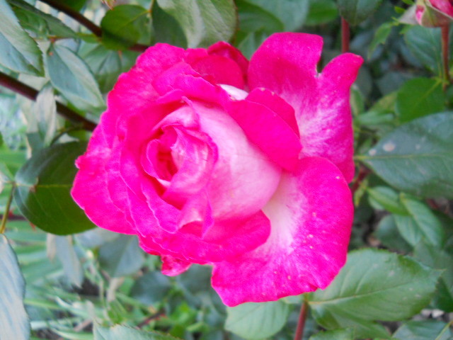 DSCN3853