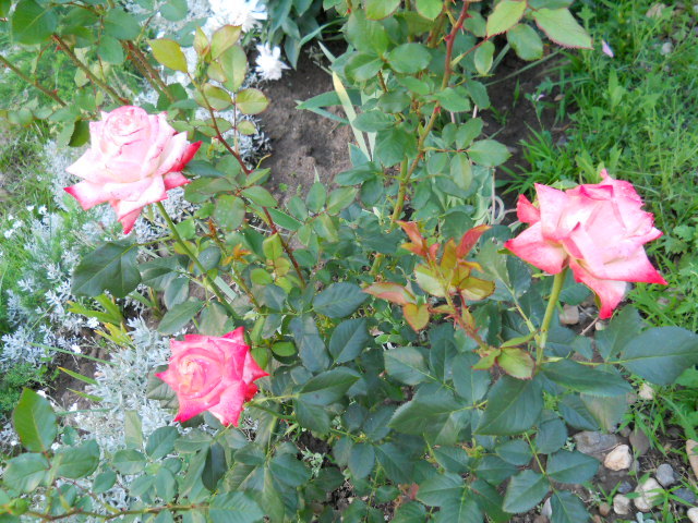 DSCN3844