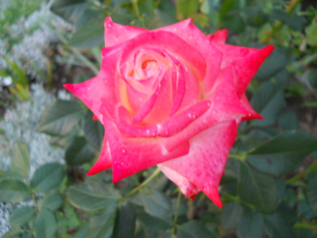 DSCN3845