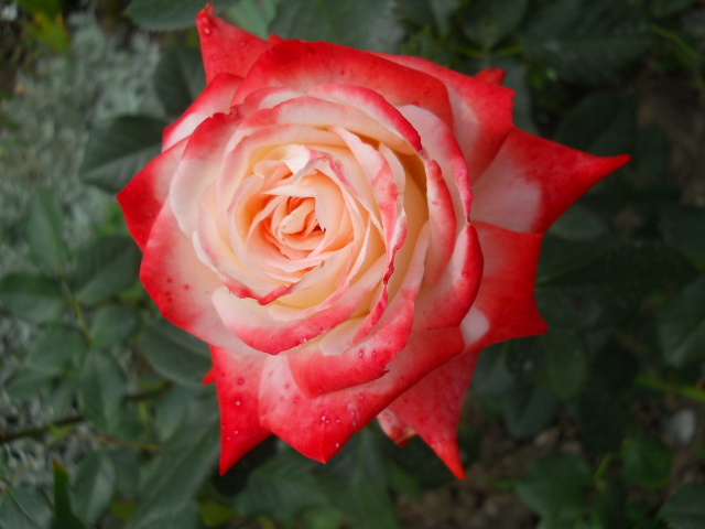 DSCN3888
